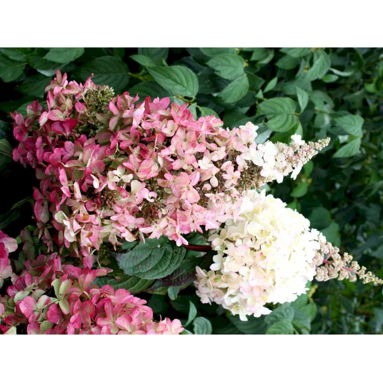 Syrén-Hortensia 'Pinky-Winky' ® Hydrangea Paniculata 'Pinky-winky' ® Potte 4,0 Liter,- 40-50 Cm. 10 Syrén-Hortensia 'Pinky-Winky' ® Hydrangea Paniculata 'Pinky-winky' ® Potte 4,0 Liter,- 40-50 Cm. - Billede 8