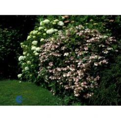 Japansk Hortensia 'Bluebird' Hydrangea Serrata 'Bluebird' 3,5 Liter Potte -Osmoz Naturens Butik fi15219 hydrangea serrata bluebird 2a98