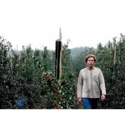 Kristtorn Ilex Aquifolium Med Klump,- 150-175 Cm. -Osmoz Naturens Butik fi15282 ilex aquifolium 2710