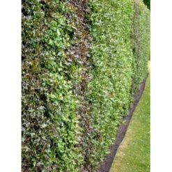 Kristtorn Ilex Aquifolium Med Klump,- 150-175 Cm. -Osmoz Naturens Butik fi15282 ilex aquifolium 5ebc