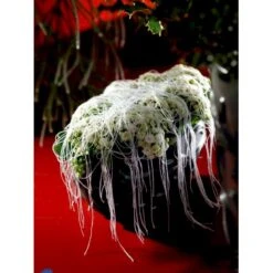 Kristtorn Ilex Aquifolium Med Klump,- 150-175 Cm. -Osmoz Naturens Butik fi15282 ilex aquifolium 7082