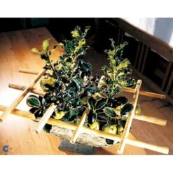 Kristtorn Ilex Aquifolium Med Klump,- 150-175 Cm. -Osmoz Naturens Butik fi15282 ilex aquifolium 87e7