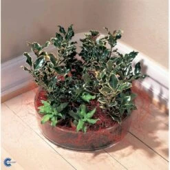 Kristtorn Ilex Aquifolium Med Klump,- 150-175 Cm. -Osmoz Naturens Butik fi15282 ilex aquifolium f221