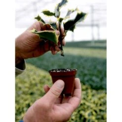 Kristtorn Ilex Aquifolium Med Klump,- 150-175 Cm. -Osmoz Naturens Butik fi15282 ilex aquifolium f30e