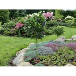 Kristtorn 'Blue Maid' Ilex Meserveae 'Blue Maid' Opstammet 90 Cm. 10 Liter Potte -Osmoz Naturens Butik fi15328 ilex meserveae blue maid 029c