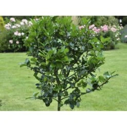 Kristtorn 'Blue Maid' Ilex Meserveae 'Blue Maid' Opstammet 90 Cm. 10 Liter Potte -Osmoz Naturens Butik fi15328 ilex meserveae blue maid 5476