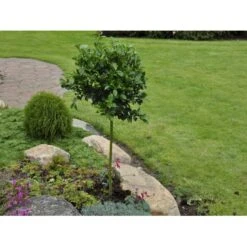 Kristtorn 'Blue Prince' Ilex Meserveae 'Blue Prince' Med Klump,- 125-150 Cm. -Osmoz Naturens Butik fi15329 ilex meserveae blue prince 60d5