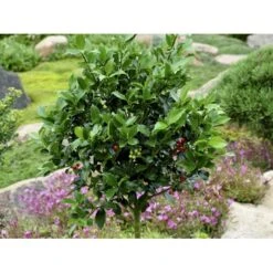Kristtorn 'Blue Prince' Ilex Meserveae 'Blue Prince' Med Klump,- 125-150 Cm. -Osmoz Naturens Butik fi15329 ilex meserveae blue prince e2de