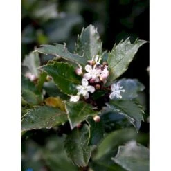 Kristtorn 'Blue Prince' Ilex Meserveae 'Blue Prince' Med Klump,- 125-150 Cm. -Osmoz Naturens Butik fi15329 ilex meserveae blue prince f98d