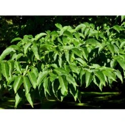 Amur-Korktræ Phellodendron Amurense Heister 200-250 Cm. Med Potte -Osmoz Naturens Butik fi15608 phellodendron amurense a3c7