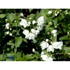Uægte Jasmin 'Manteau D'Hermine' Philadelphus 'Manteau D'Hermine' Potte 4,0 Liter,- 30-40 Cm. 7 Uægte Jasmin 'Manteau D'Hermine' Philadelphus 'Manteau D'Hermine' Potte 4,0 Liter,- 30-40 Cm. -Osmoz Naturens Butik fi15615 philadelphus manteau d hermine eea3
