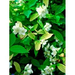Uægte Jasmin 'Aureus' Philadelphus Coronarius 'Aureus' 5 Liter Potte 15 Uægte Jasmin 'Aureus' Philadelphus Coronarius 'Aureus' 5 Liter Potte -Osmoz Naturens Butik fi15622 philadelphus coronarius aureus 2ea5