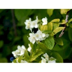 Uægte Jasmin 'Aureus' Philadelphus Coronarius 'Aureus' 5 Liter Potte 14 Uægte Jasmin 'Aureus' Philadelphus Coronarius 'Aureus' 5 Liter Potte -Osmoz Naturens Butik fi15622 philadelphus coronarius aureus 451c