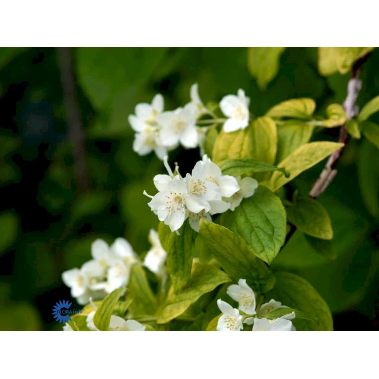 Uægte Jasmin 'Aureus' Philadelphus Coronarius 'Aureus' 5 Liter Potte 7 Uægte Jasmin 'Aureus' Philadelphus Coronarius 'Aureus' 5 Liter Potte - Billede 5