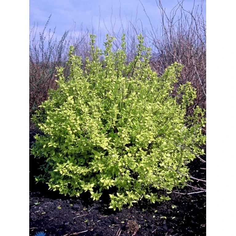 Uægte Jasmin 'Aureus' Philadelphus Coronarius 'Aureus' 5 Liter Potte 9 Uægte Jasmin 'Aureus' Philadelphus Coronarius 'Aureus' 5 Liter Potte - Billede 7