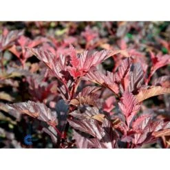 Blærespiræa 'Diable D'Or'® Physocarpus Opulif. 'Diable D'Or'® 5 Liter Potte -Osmoz Naturens Butik fi15667 physocarpus opulif diablo d or ce58