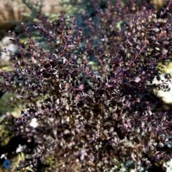 Blærespiræa 'Little Devil' Physocarpus Opulif. 'Little Devil' (r) 3,5 Liter Potte -Osmoz Naturens Butik fi15668 physocarpus opulif little devil r 54c2