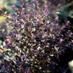 Blærespiræa 'Little Devil' Physocarpus Opulif. 'Little Devil' (r) 3,5 Liter Potte -Osmoz Naturens Butik fi15668 physocarpus opulif little devil r b91f