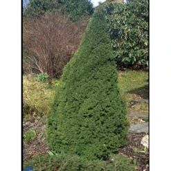 Sukkertopgran 'Conica' Picea Glauca 'Conica' (dværgform) Potte 3,0 Liter,- 60-70 Cm. -Osmoz Naturens Butik fi1567 picea glauca conica 8d9d