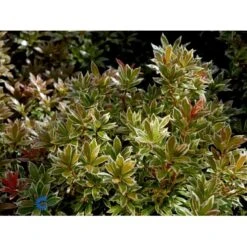 Pieris 'Little Heath' Pieris Japonica 'Little Heath' 2 Liter Potte -Osmoz Naturens Butik fi15699 pieris japonica little heath 1cb7