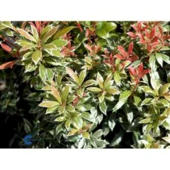 Pieris 'Little Heath' Pieris Japonica 'Little Heath' 2 Liter Potte -Osmoz Naturens Butik fi15699 pieris japonica little heath 3472