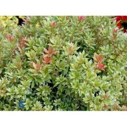 Pieris 'Little Heath' Pieris Japonica 'Little Heath' 2 Liter Potte -Osmoz Naturens Butik fi15699 pieris japonica little heath 427a