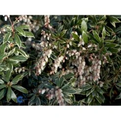 Pieris 'Little Heath' Pieris Japonica 'Little Heath' 2 Liter Potte -Osmoz Naturens Butik fi15699 pieris japonica little heath f1da