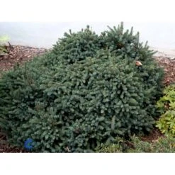 Hvidgran 'Echiniformis' Picea Glauca 'Echiniformis' (dværgform) Potte 2,0 Liter,- 15-20 Cm. -Osmoz Naturens Butik fi1569 picea glauca echiniformis 67e8