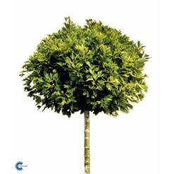 Platan 'Håkon' Platanus Acerifolia 'Håkon' Heister 175-200 Cm. Med Potte -Osmoz Naturens Butik fi15724 platanus acerifolia alpens globe 890d