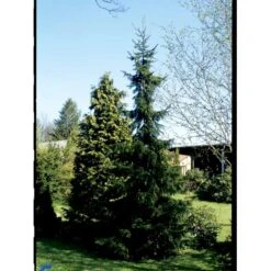 Serbisk Søjlegran Picea Omorika Potte 5,0 Liter,- 50-60 Cm. -Osmoz Naturens Butik fi1584 picea omorika 5ed5