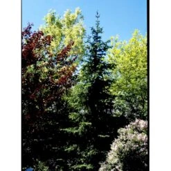 Serbisk Søjlegran Picea Omorika Potte 5,0 Liter,- 50-60 Cm. -Osmoz Naturens Butik fi1584 picea omorika c28b