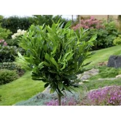 Kirsebærlaurbær 'Otto Luyken' (på Stamme) Prunus Laurocerasus 'Otto Luyken' (på Stamme) Opstammet 50 Cm. 7,5 Liter Potte -Osmoz Naturens Butik fi15885 prunus laurocerasus otto luyken 3a23 1