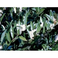 Kirsebærlaurbær 'Otto Luyken' Prunus Laurocerasus 'Otto Luyken' Potte 3,5 Liter 20-30 Cm. -Osmoz Naturens Butik fi15885 prunus laurocerasus otto luyken 3afb