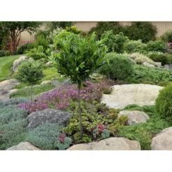 Kirsebærlaurbær 'Otto Luyken' (på Stamme) Prunus Laurocerasus 'Otto Luyken' (på Stamme) Opstammet 50 Cm. 7,5 Liter Potte -Osmoz Naturens Butik fi15885 prunus laurocerasus otto luyken 4ead 1