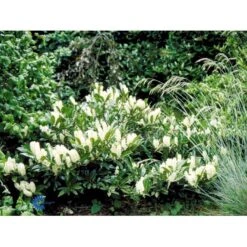 Kirsebærlaurbær 'Otto Luyken' (på Stamme) Prunus Laurocerasus 'Otto Luyken' (på Stamme) Opstammet 50 Cm. 7,5 Liter Potte -Osmoz Naturens Butik fi15885 prunus laurocerasus otto luyken 9929 1