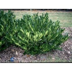 Kirsebærlaurbær 'Otto Luyken' Prunus Laurocerasus 'Otto Luyken' Potte 3,5 Liter 20-30 Cm. -Osmoz Naturens Butik fi15885 prunus laurocerasus otto luyken b4f5