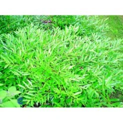 Kirsebærlaurbær 'Pruzab' Prunus Laurocerasus 'Pruzab' Med Klump,- 40-50 Cm. 7 Kirsebærlaurbær 'Pruzab' Prunus Laurocerasus 'Pruzab' Med Klump,- 40-50 Cm. -Osmoz Naturens Butik fi15891 prunus laurocerasus pruzab a198