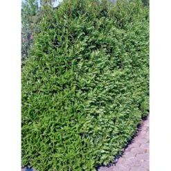 Portugisisk Laurbærkirsebær Prunus Lusitanica 'Angustifolia' Opstammet 60 Cm. 10 Liter Potte -Osmoz Naturens Butik fi15901 prunus lusitanica angustifolia 2366