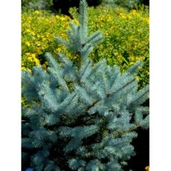 Blågran 'Glauca' Picea Pungens 'Glauca' Potte 3,0 Liter,- 30-40 Cm. 23 Blågran 'Glauca' Picea Pungens 'Glauca' Potte 3,0 Liter,- 30-40 Cm. -Osmoz Naturens Butik fi1607 picea pungens edith 5224