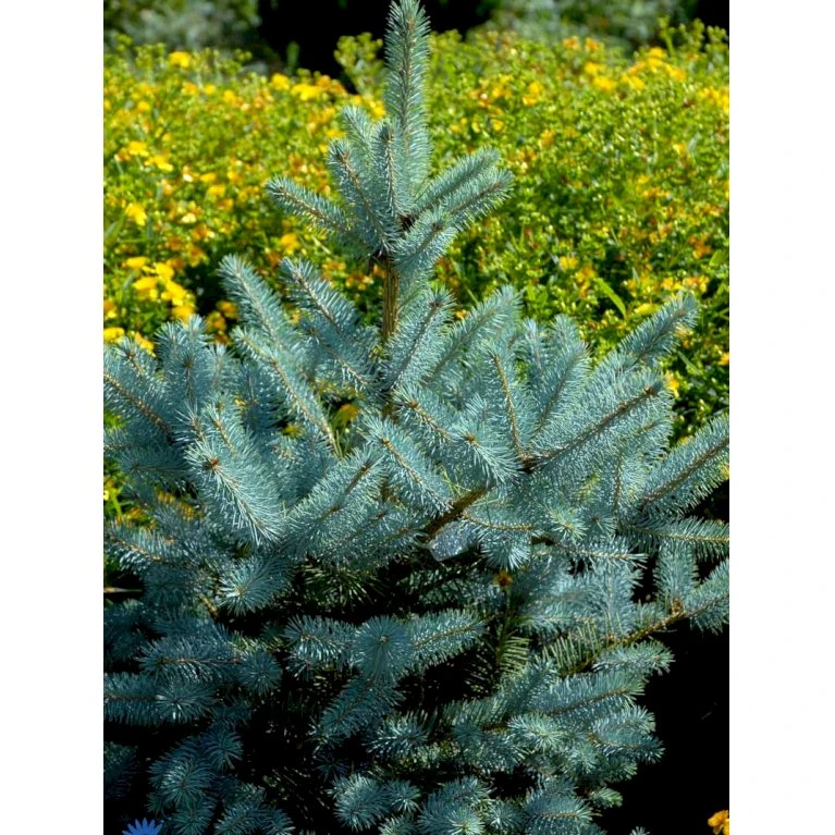 Blågran 'Glauca' Picea Pungens 'Glauca' Potte 3,0 Liter,- 30-40 Cm. 12 Blågran 'Glauca' Picea Pungens 'Glauca' Potte 3,0 Liter,- 30-40 Cm. - Billede 10