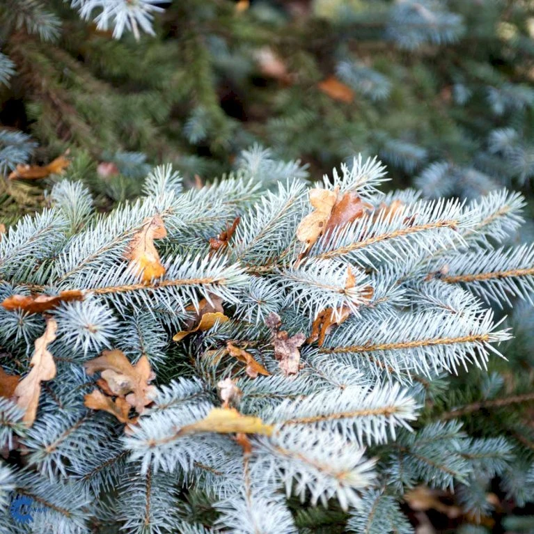 Blågran 'Glauca' Picea Pungens 'Glauca' Potte 3,0 Liter,- 30-40 Cm. 11 Blågran 'Glauca' Picea Pungens 'Glauca' Potte 3,0 Liter,- 30-40 Cm. - Billede 9