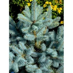 Blågran 'Glauca' Picea Pungens 'Glauca' Potte 3,0 Liter,- 30-40 Cm. 25 Blågran 'Glauca' Picea Pungens 'Glauca' Potte 3,0 Liter,- 30-40 Cm. -Osmoz Naturens Butik fi1607 picea pungens edith d414
