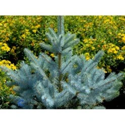 Blågran 'Glauca' Picea Pungens 'Glauca' Potte 3,0 Liter,- 30-40 Cm. 24 Blågran 'Glauca' Picea Pungens 'Glauca' Potte 3,0 Liter,- 30-40 Cm. -Osmoz Naturens Butik fi1607 picea pungens edith d5f2