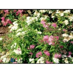 Spiræa 'Genpei' Spiraea Japonica 'Genpei' Potte 2,0 Liter,- 25-30 Cm. -Osmoz Naturens Butik fi16277 spiraea japonica genpei 09c5