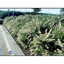Spiræa 'Snowmound' Spiraea Nipponica 'Snowmound' Plug + 2 års, 50-80 Cm. -Osmoz Naturens Butik fi16295 spiraea nipponica snowmound 3145
