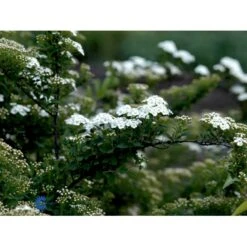 Spiræa 'Snowmound' Spiraea Nipponica 'Snowmound' Plug + 2 års, 50-80 Cm. -Osmoz Naturens Butik fi16295 spiraea nipponica snowmound 5825