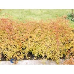 Kranstop 'Crispa' Stephanandra Incisa 'Crispa' 3,5 Liter Potte -Osmoz Naturens Butik fi16309 stephanandra incisa crispa 2699