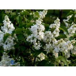 'Primrose' Syringa Vul. 'Primrose' (storblomstrende) Med Klump,- 125-150 Cm. -Osmoz Naturens Butik fi16483 syringa vulgaris primrose 3258