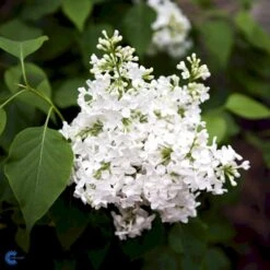 'Primrose' Syringa Vul. 'Primrose' (storblomstrende) Med Klump,- 125-150 Cm. -Osmoz Naturens Butik fi16483 syringa vulgaris primrose d794