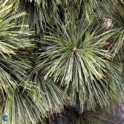 Schwerin's Fyr 'Wiethorst' Pinus X Schwerinii 'Wiethorst'(dværgform) Potte 2,5 Liter, - 30-40 Cm. -Osmoz Naturens Butik fi1784 pinus x schwerinii wiethorst e6dc